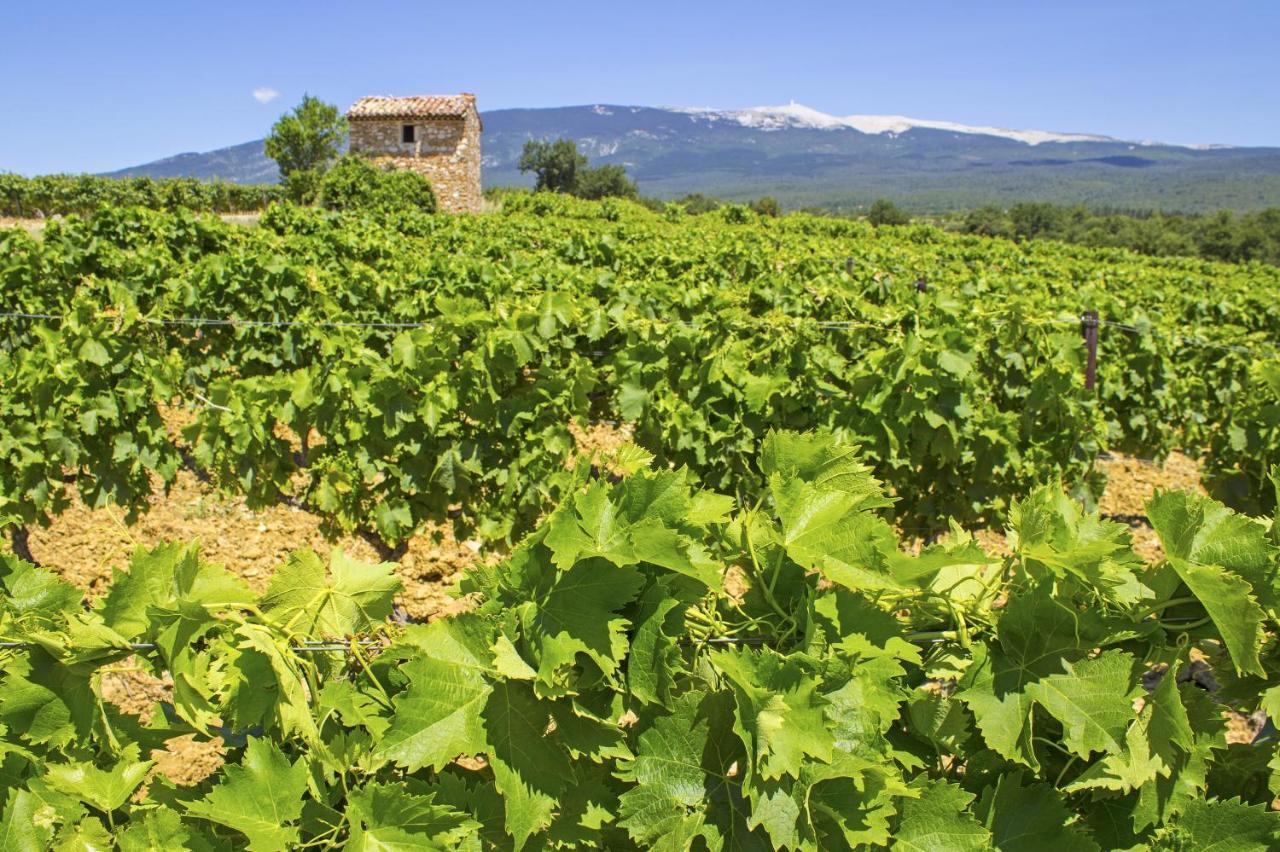 Le Mas Terre Des Anges Sarrians Εξωτερικό φωτογραφία