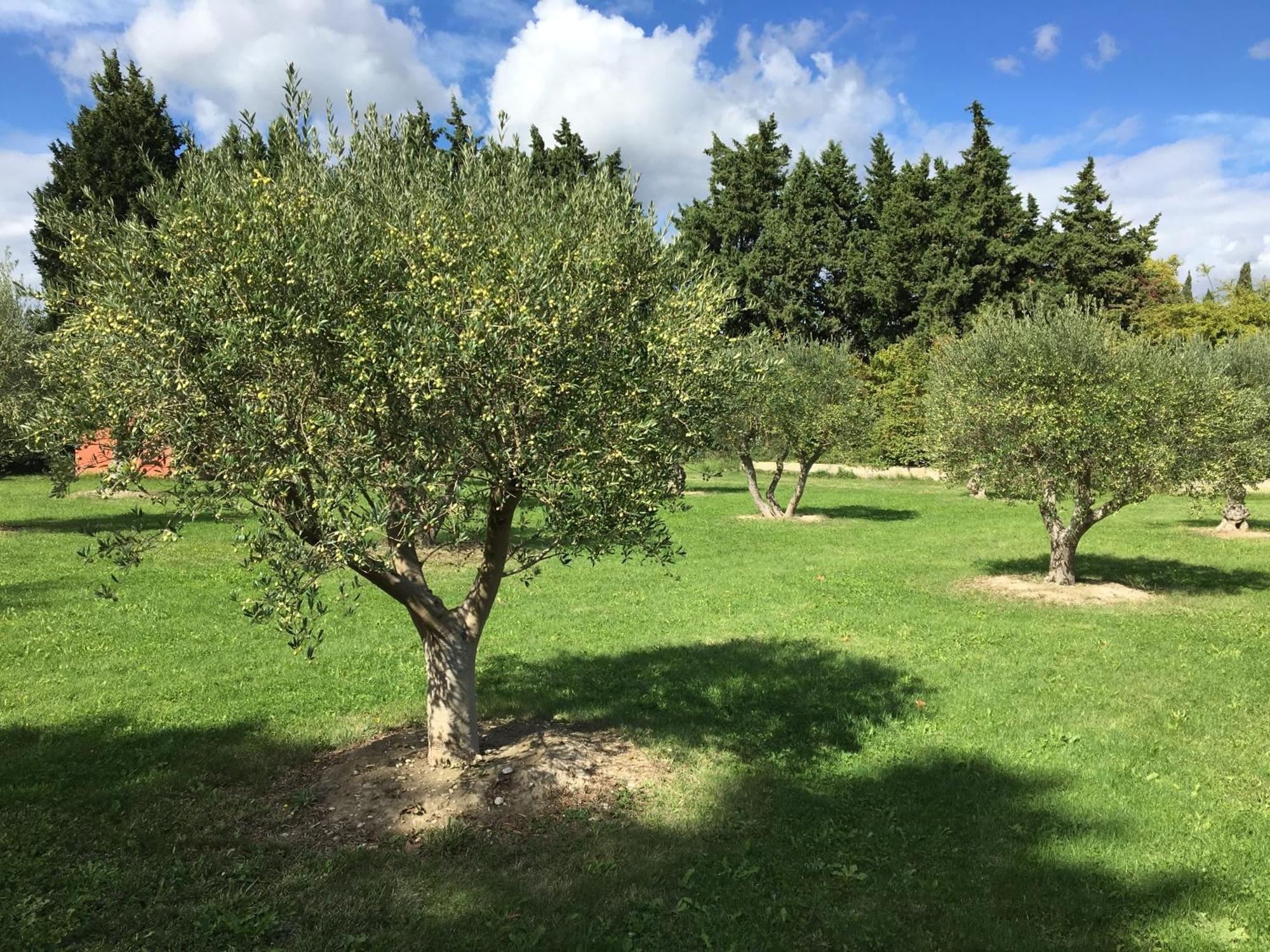 Le Mas Terre Des Anges Sarrians Εξωτερικό φωτογραφία